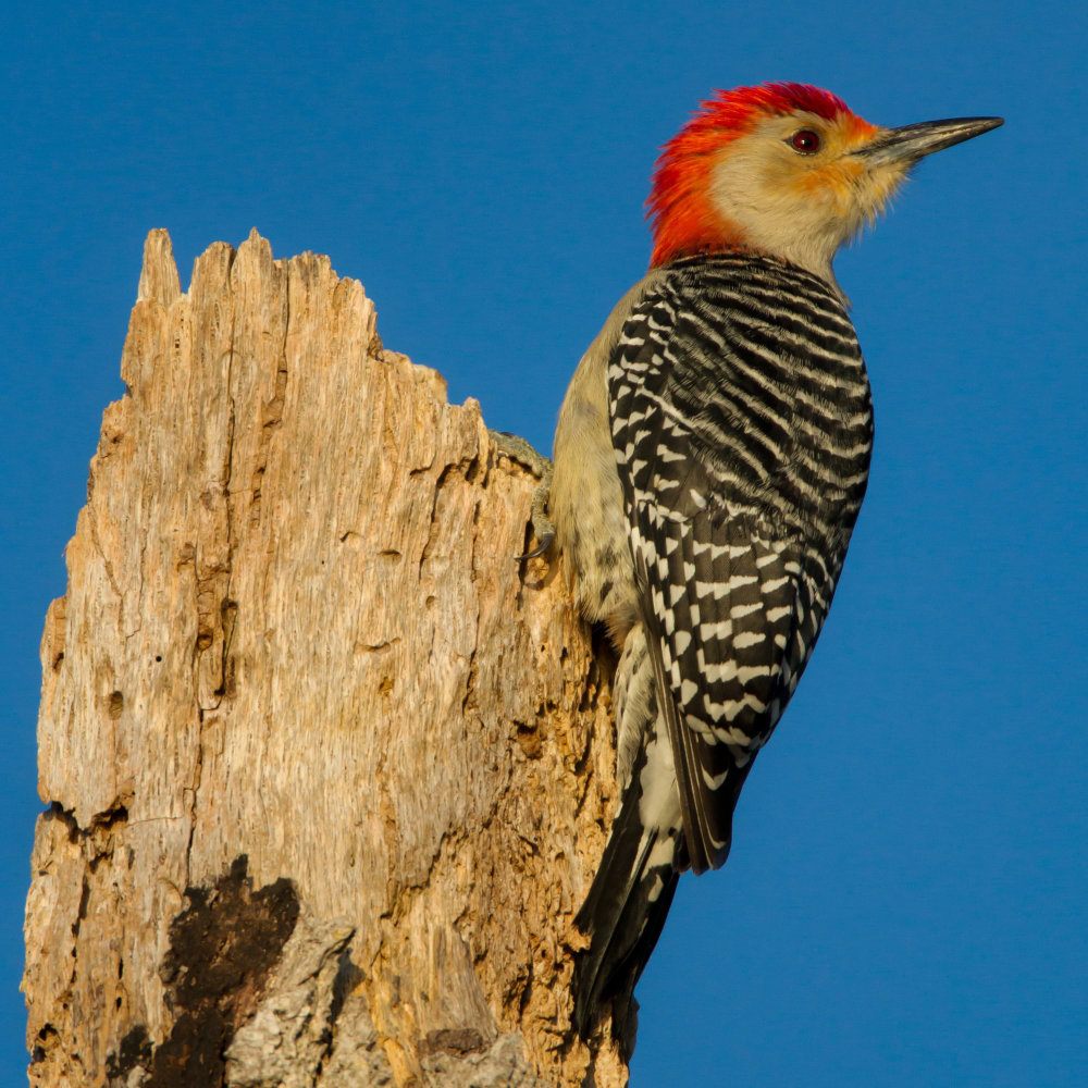 Woodpecker Brahma Island (John Moran Photography)